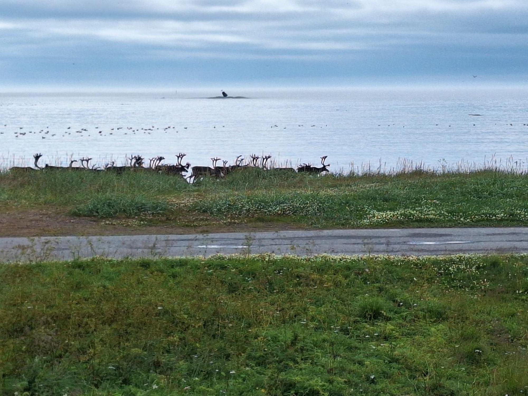 Feriehus Ved Barentshavet - Holiday Home By The Barents Sea Ytre Kiberg Luaran gambar
